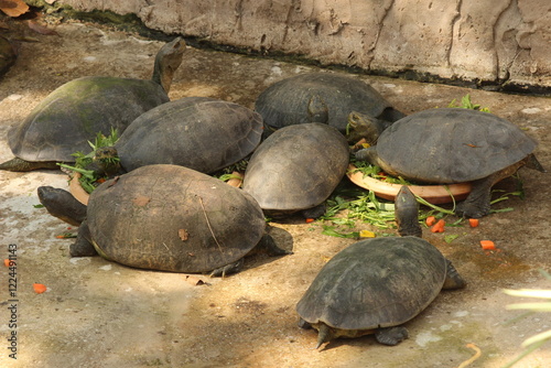 turtle Gang