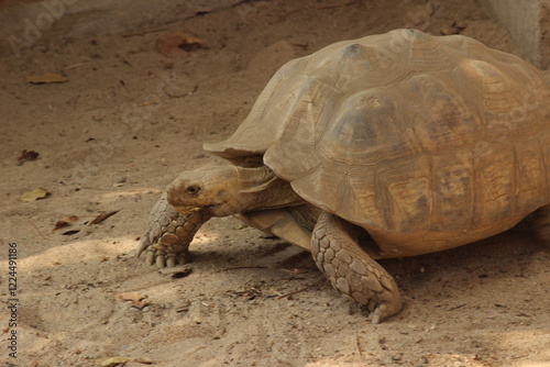 Close up of turtle on the ground