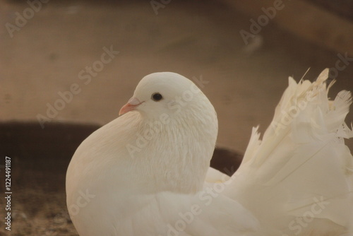 Close up of  Siamese White Pigeon