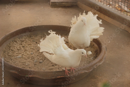 two Siamese White Pigeon on the food tray