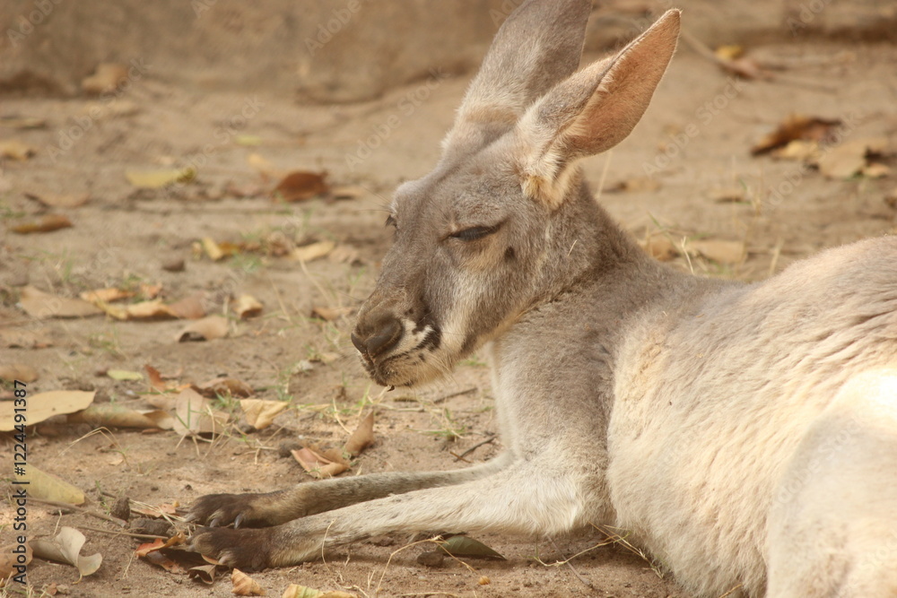 Sleepy kangaroo