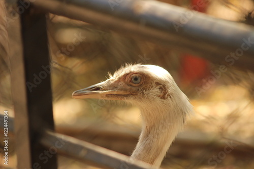 close up of a ostrich
