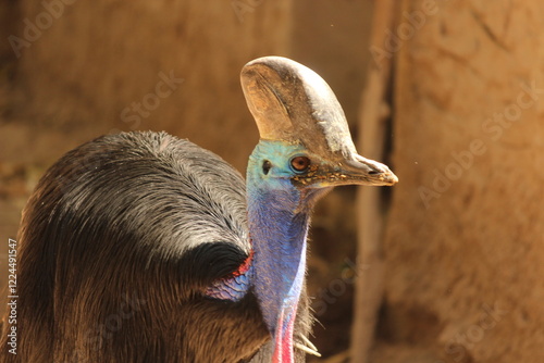 close up of a Cassowary bird
