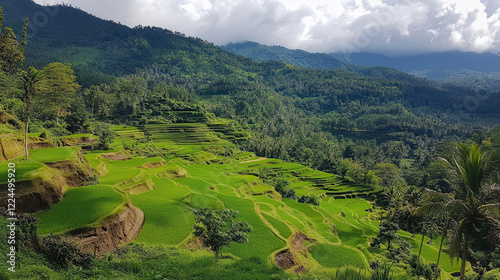 Scenic terrace fields in lush tropical valley under clouds