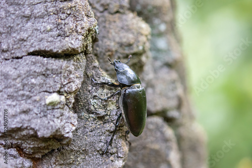 Female Lucanus cervus on oak tree
