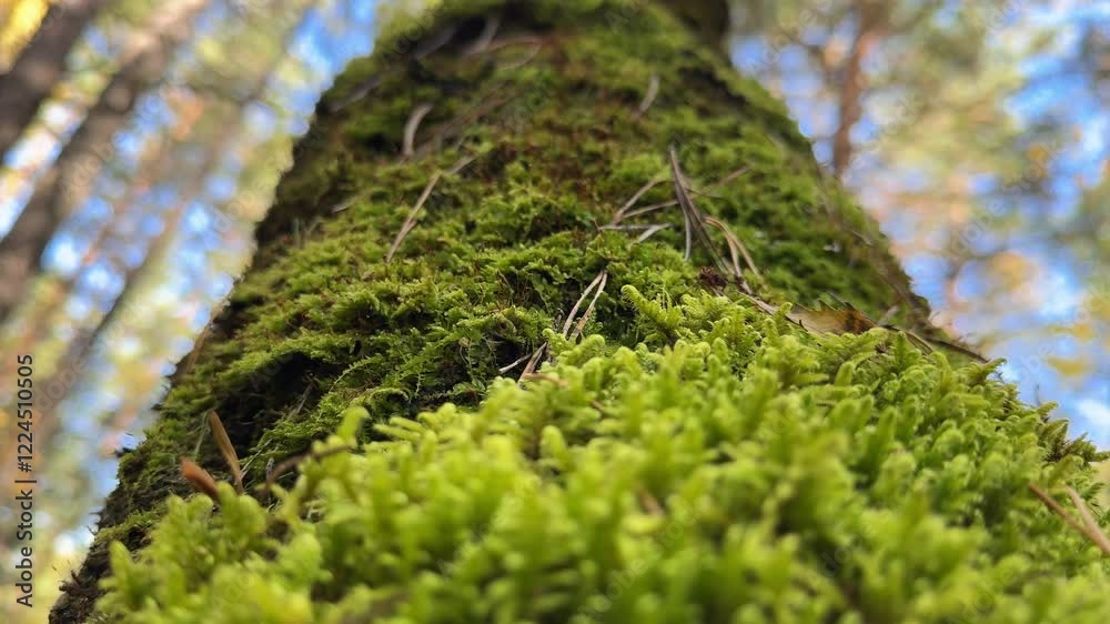 forest green moss on a tree in the forest forest green moss on a tree in the forest