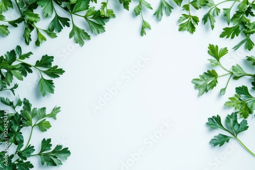 Vibrant parsley isolated on crisp white background - a bunch of fresh green herb for culinary inspiration photo