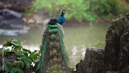 Peacock Perched on Rock in Early Morning - Scenic India Wildlife