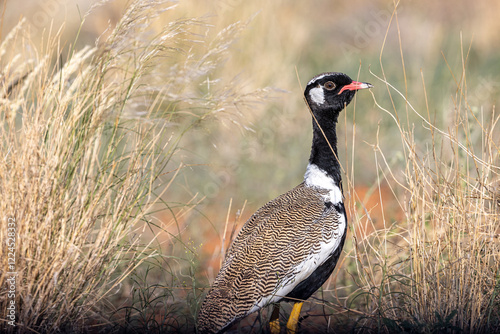 South Africa, Botswana, Kgalagadi Transfrontier Park, Northern Black Korhaan (Afrotis afraoides) photo