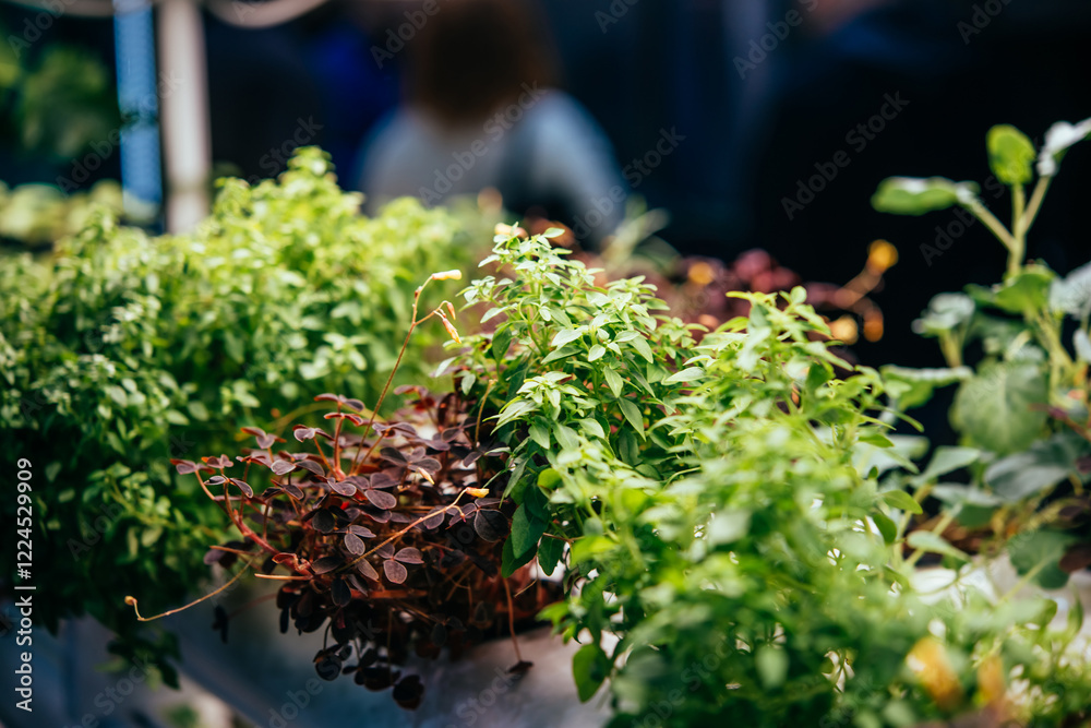 A vertical farm with microgreens growing under LED lights.
