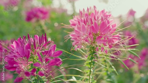 A stunning field of Cleome houtteana also known as spider flowers, pink queen, in full bloom. Native to southern South America. Cleome houtteana in flower field photo