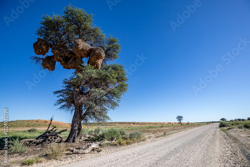 South Africa, Botswana, Kgalagadi Transfrontier Park, Sociable weavers nest photo