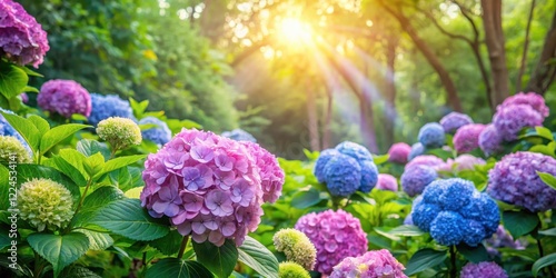 Wallpaper Mural Beautiful hortensias blooming in a lush green garden with sunlight filtering through trees, hortensias in garden, nature photography Torontodigital.ca