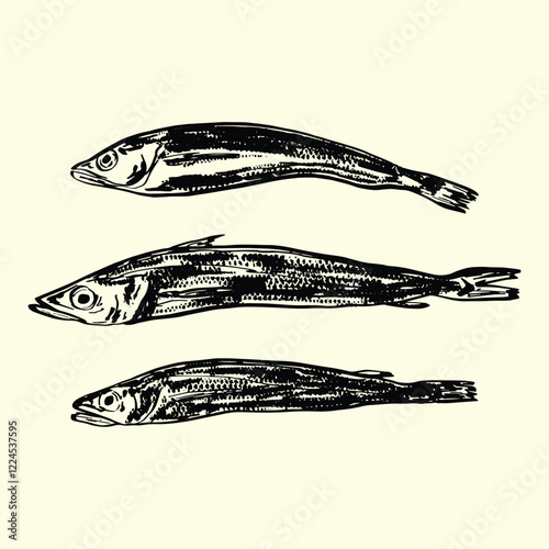 Vintage Hake Fish Illustration Set