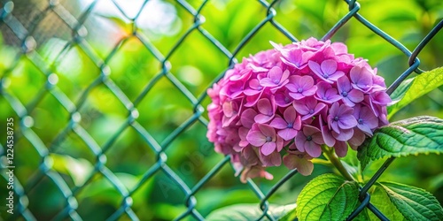 Un fleur de hortensia ?panouie sur un filet de m?tal dans le jardin, ?levage, hortensia, ?levage,hortensia,m?tal,feuilletage photo