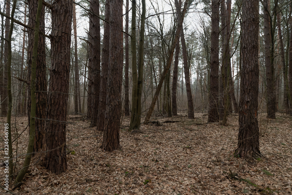 Obraz premium pine forest in the evening