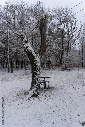 Table and chair under a dry tree trunk in a snow-covered meadow. Trees without leaves in the background photo