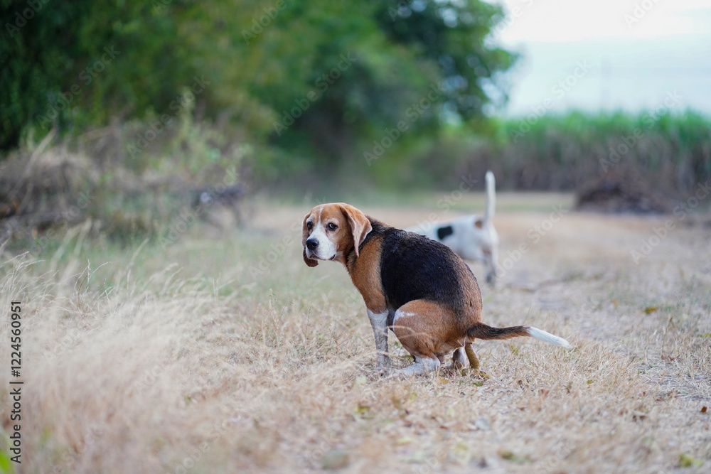 A beagle dog is pooping on dried grass in the meadow. A beagle dog is pooping on dried grass in the meadow.