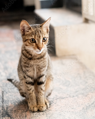 portrait of a cat