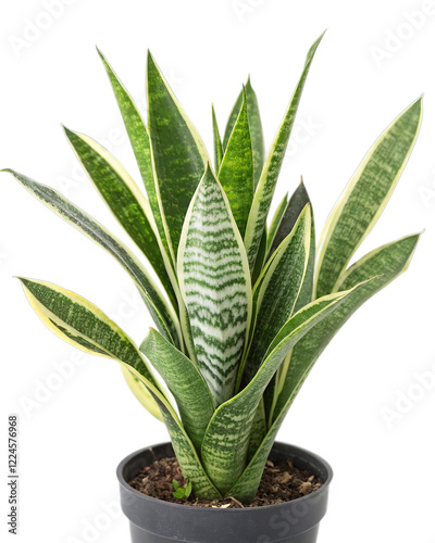 Snake Plant Isolated on Transparent or White Background for Home and Botanical Designs. photo