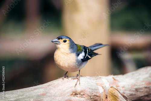 Buchfinke in der Natur photo