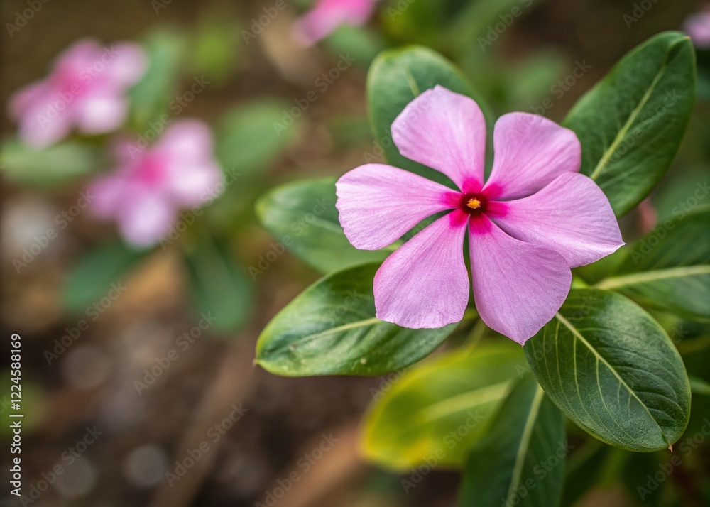 Delicate Pink Periwinkle Blossom Macro Aerial View - Close-up Flower Photography Delicate Pink Periwinkle Blossom Macro Aerial View - Close-up Flower Photography