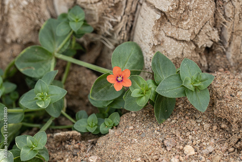 Scarlet pimpernel (Anagallis arvensis). An unvelcome, invasive and toxic weed species. photo