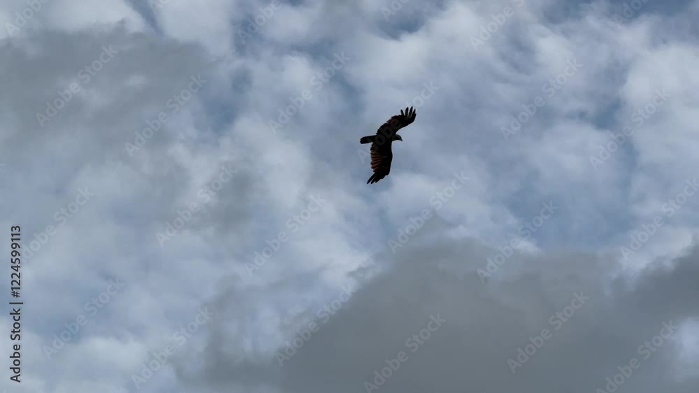 The group of Brahminy kites is flying over the river in the woods to search for food in the river. The group of Brahminy kites is flying over the river in the woods to search for food in the river.