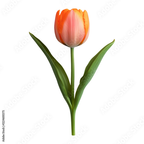 Isolated orange tulip on transparent background with vibrant petals