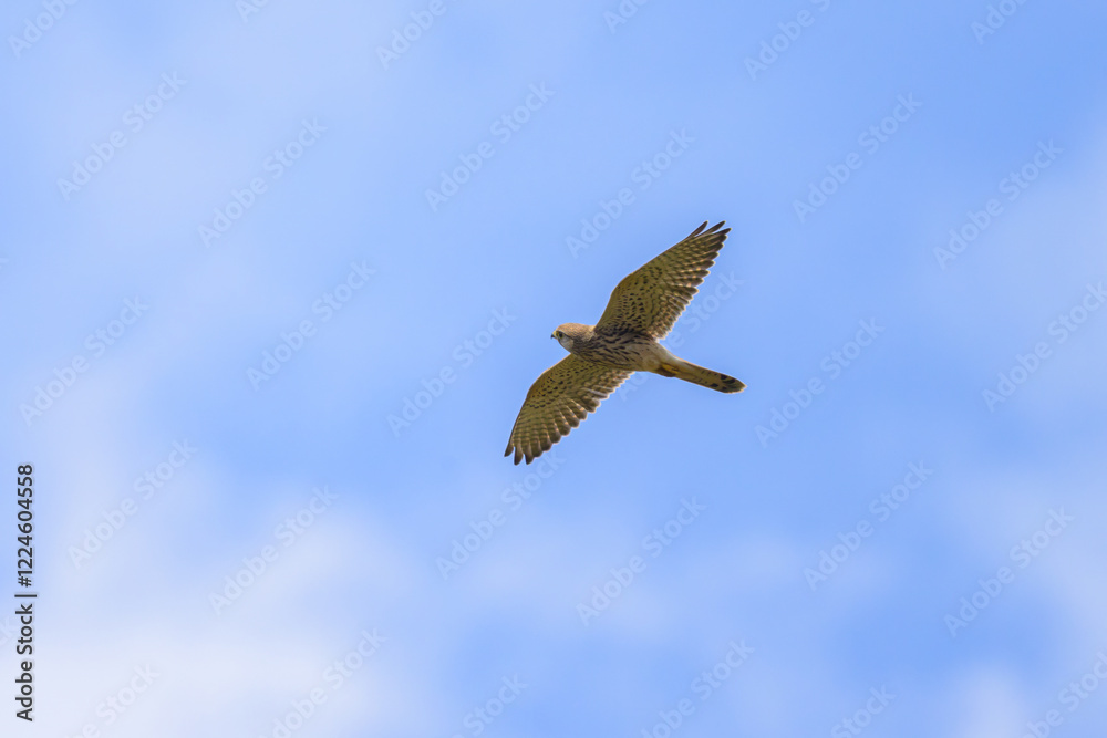 Obraz premium A Common Kestrel in flight on a sunny day in summer