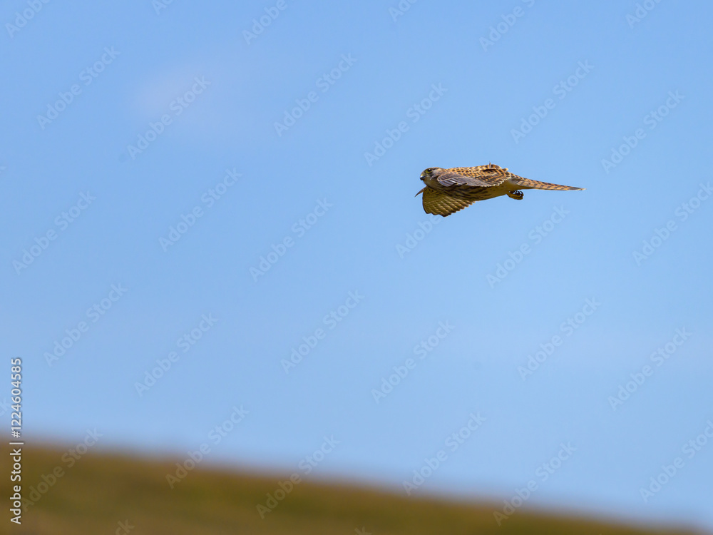 A Common Kestrel in flight on a sunny day in summer A Common Kestrel in flight on a sunny day in summer