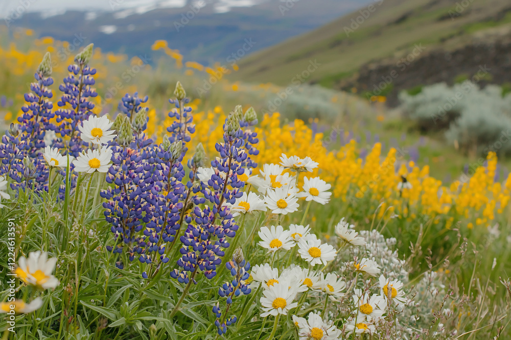 Fototapeta premium Vibrant wildflower meadow featuring purple lupines, white daisies, and yellow blooms under a clear sky