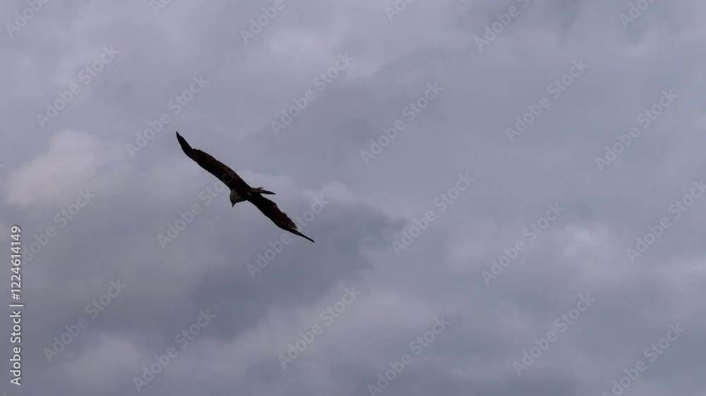 The group of Brahminy kites is flying over the river in the woods to search for food in the river. The group of Brahminy kites is flying over the river in the woods to search for food in the river.
