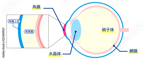 眼球の構造図-日本語-（角膜、硝子体、網膜を含む断面図）