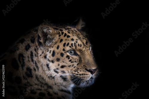 Photography Adult amur leopard, Panthera pardus orientalis, isolated on black background