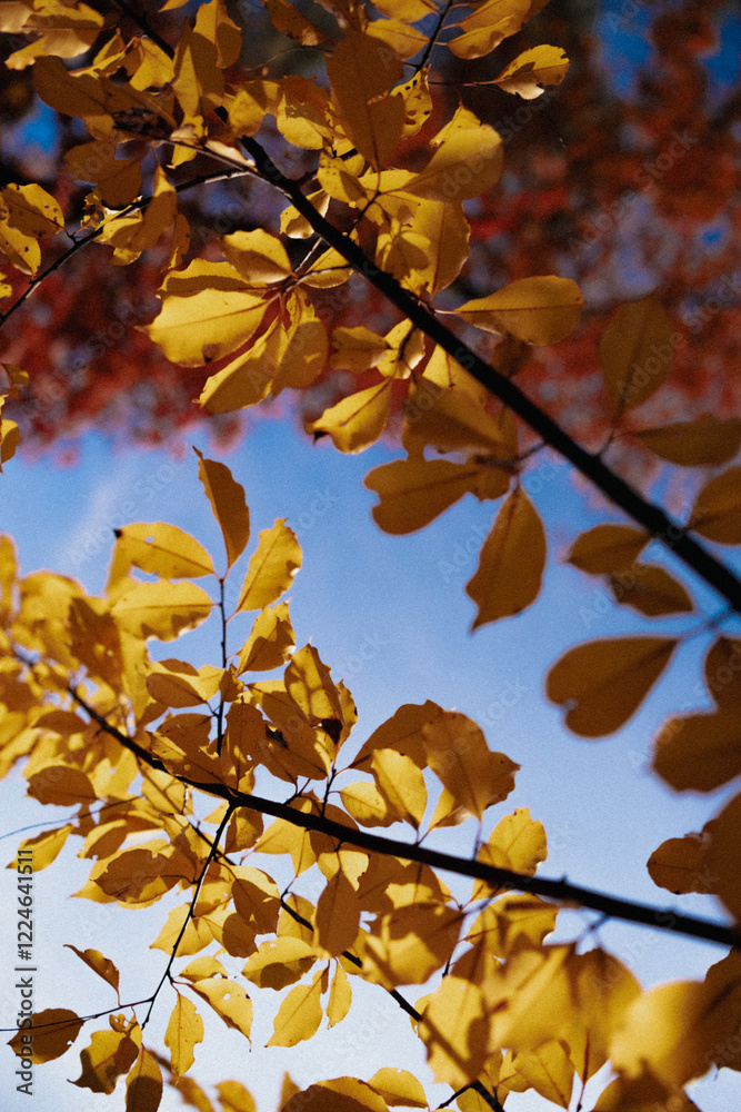 Beautiful autumn leaves on the tree against the sky, autumn vibes Beautiful autumn leaves on the tree against the sky, autumn vibes