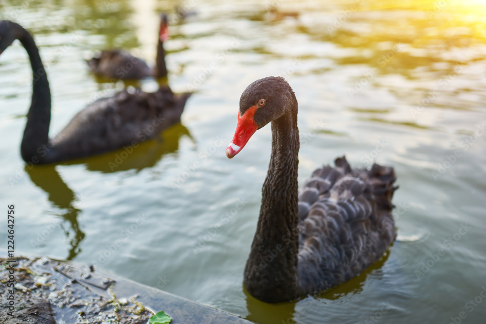 Obraz premium Black Swans on the Pond
