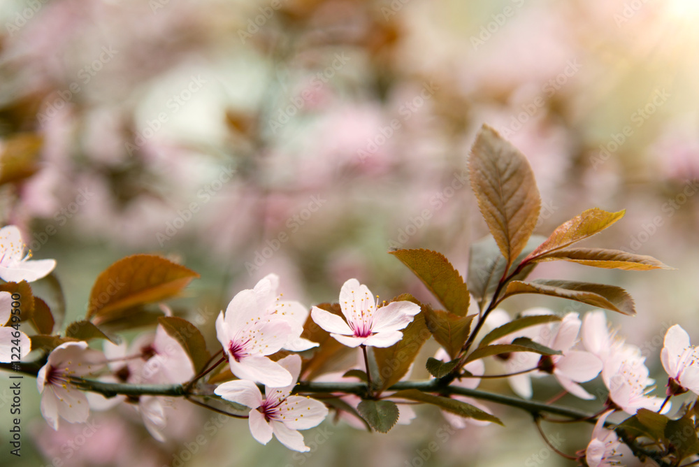 Obraz premium Beautiful cherry spring flowers on tree branch. Spring gentle blurred background
