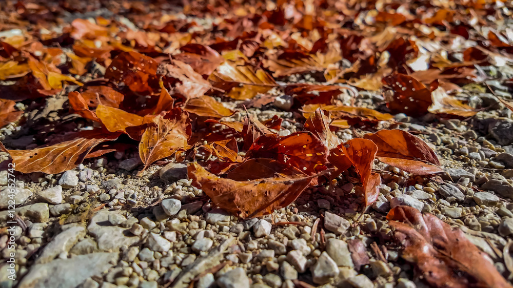 Fallen autumn leaves scattered on a gravel path symbolize the change of seasons, closely associated with Thanksgiving Fallen autumn leaves scattered on a gravel path symbolize the change of seasons, closely associated with Thanksgiving