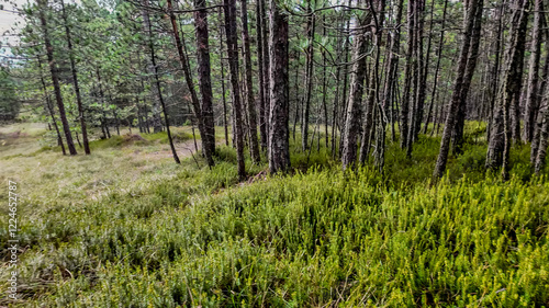 Lush green forest with dense trees symbolizes nature conservation, perfect for Earth Day promotions and environmental awareness campaigns photo