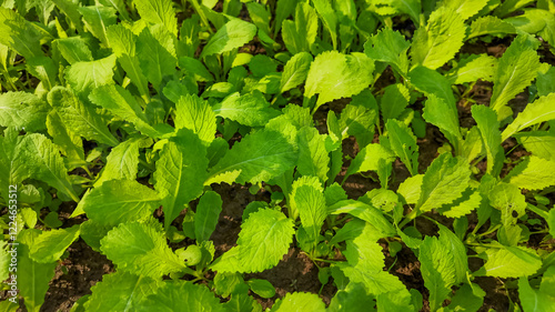 Wallpaper Mural Close-up of lush green mustard greens growing in a field, symbolizing sustainable farming and fresh produce for healthy eating Torontodigital.ca