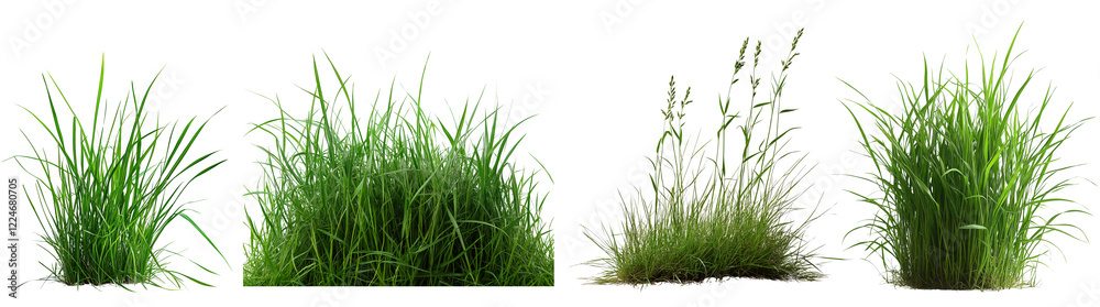 Collection green grass elements on transparent background Collection green grass elements on transparent background