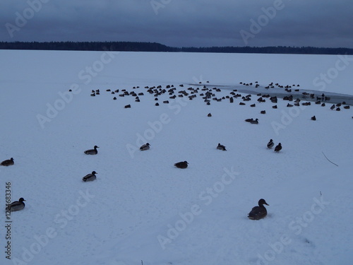 Утки зимуют