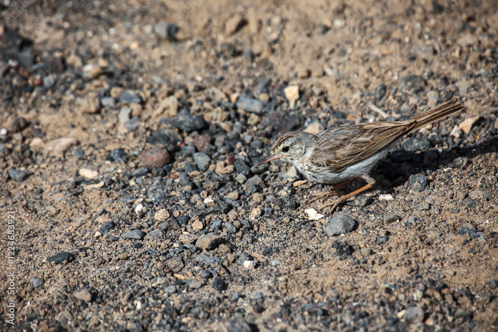 Nahaufnahme eines Kanarenpieper (Anthus berthelotii), einen Stelzenvogel auf den Kanaren. Nahaufnahme eines Kanarenpieper (Anthus berthelotii), einen Stelzenvogel auf den Kanaren.