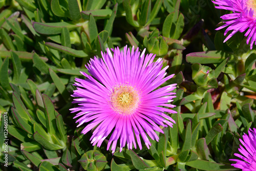 Red hottentot fig flower photo