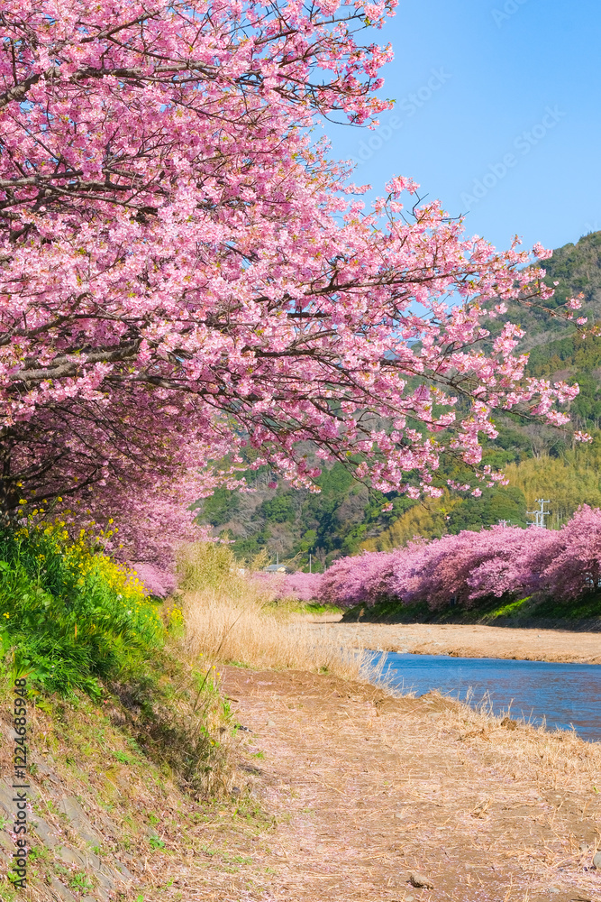 河津桜の風景（河津町）