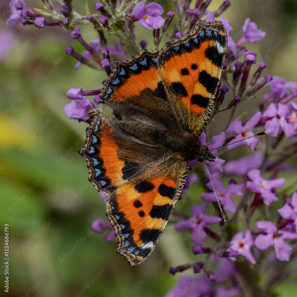 Obraz premium Small tortoiseshell butterfly on a violet flower.