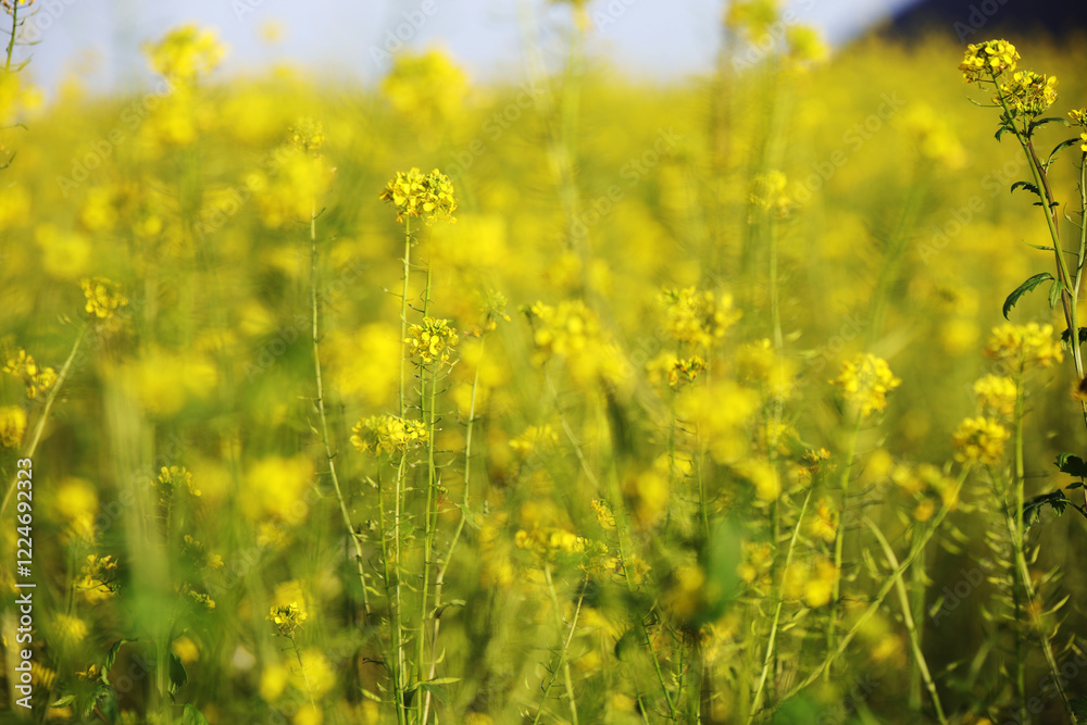 A field with yellow raps flowers in Germany A field with yellow raps flowers in Germany