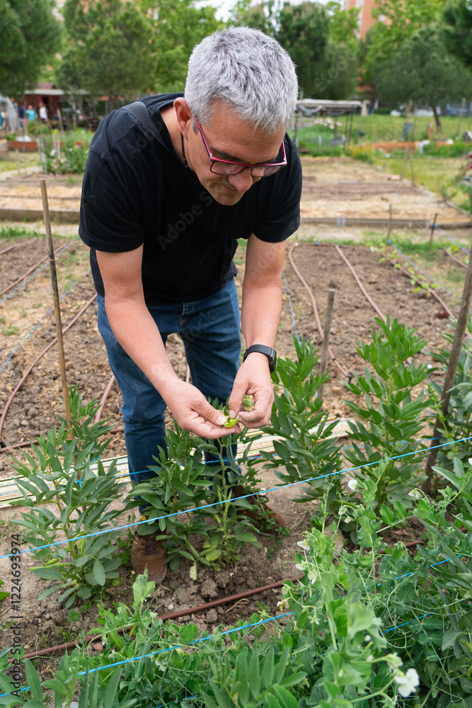 Fototapeta premium Gardener checking broad bean plants in community garden