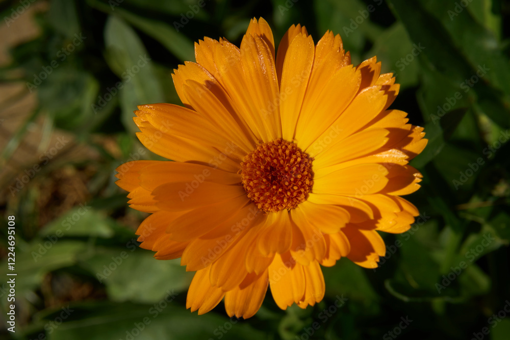 A calendula flower in full bloom, with delicate petals and a textured center, set against a blurred green foliage background. Organic skincare concept A calendula flower in full bloom, with delicate petals and a textured center, set against a blurred green foliage background. Organic skincare concept